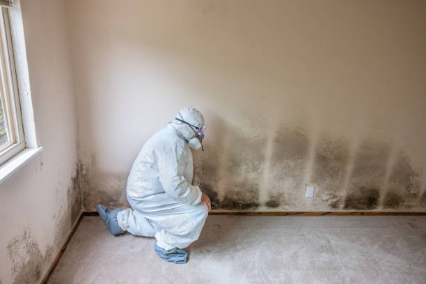 Biohazard Mold Removal in North Wantagh, NY