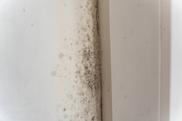 Professional Mold Inspection, Removal & Remediation in North Wantagh, NY